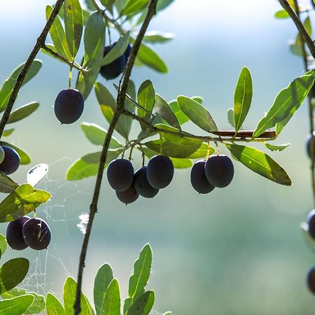 Azienda Agricola Moschioni Cividale del Friuli Buitenkant foto