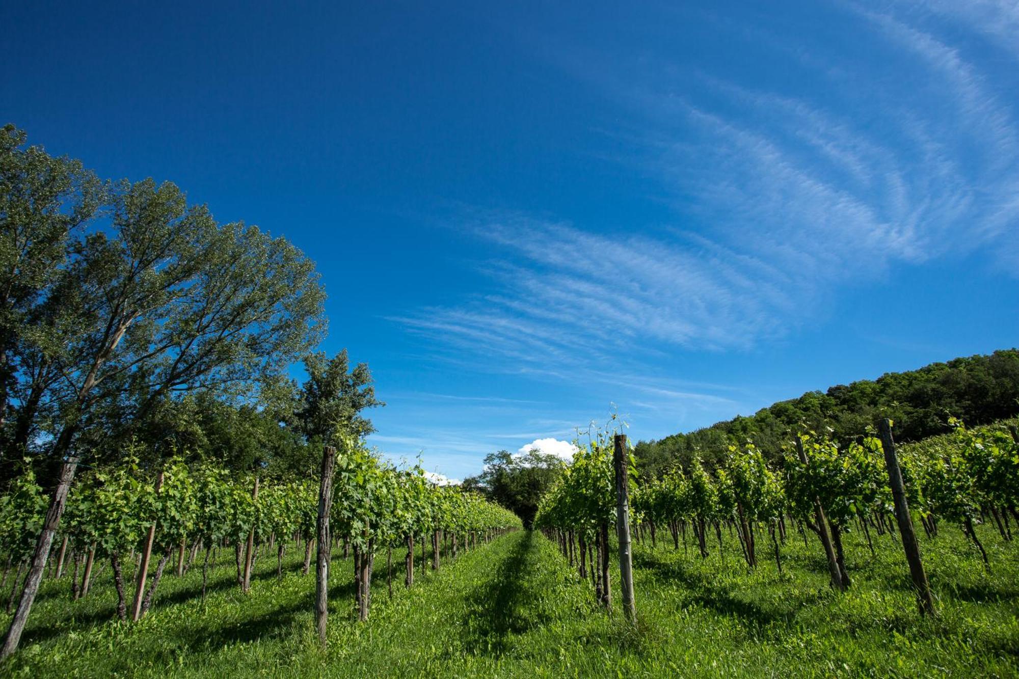 Azienda Agricola Moschioni Cividale del Friuli Buitenkant foto