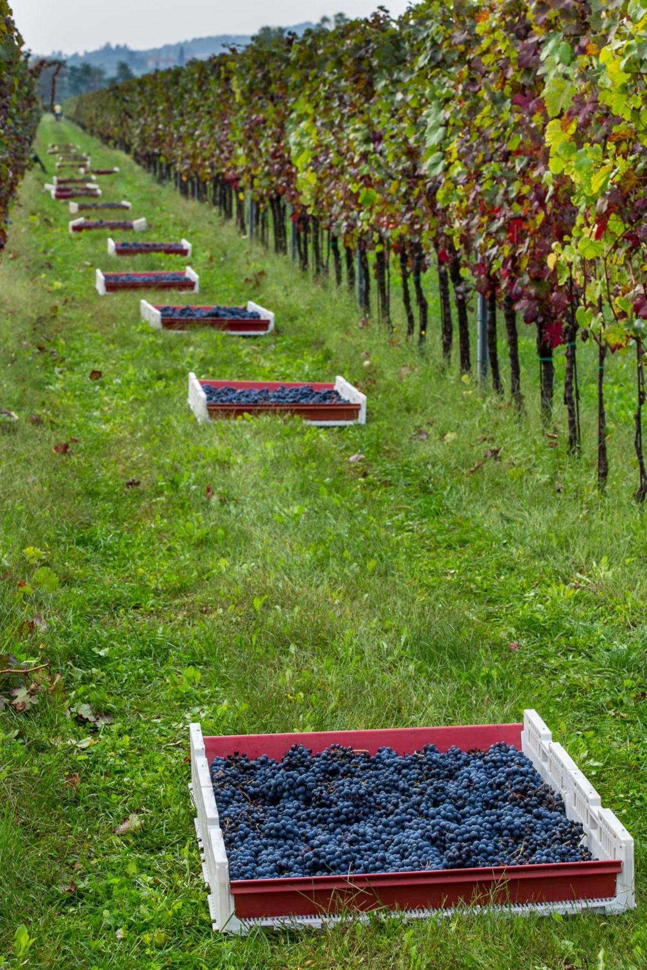 Azienda Agricola Moschioni Cividale del Friuli Buitenkant foto