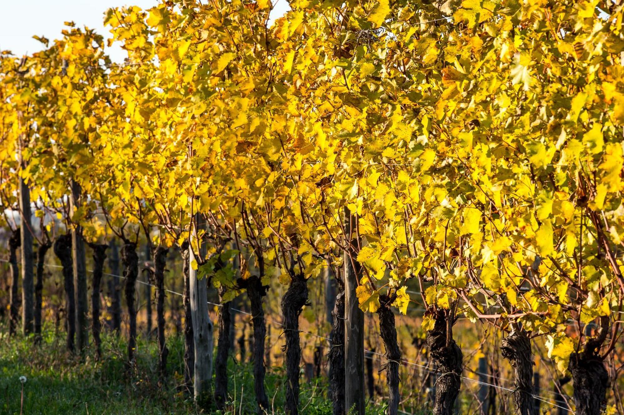 Azienda Agricola Moschioni Cividale del Friuli Buitenkant foto