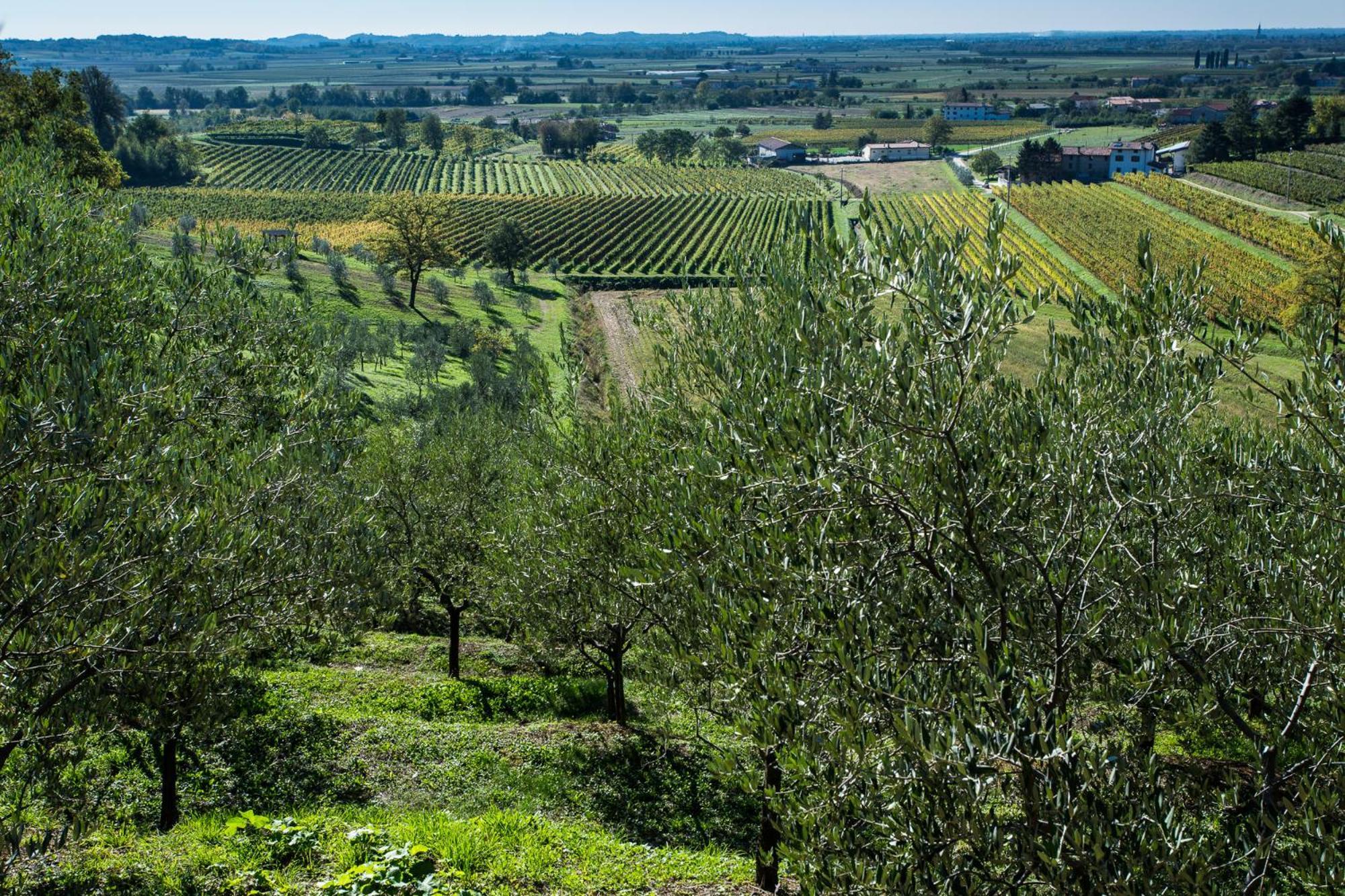 Azienda Agricola Moschioni Cividale del Friuli Buitenkant foto